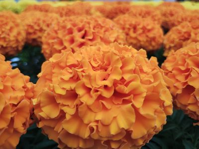 青島熱帯植物園の庭